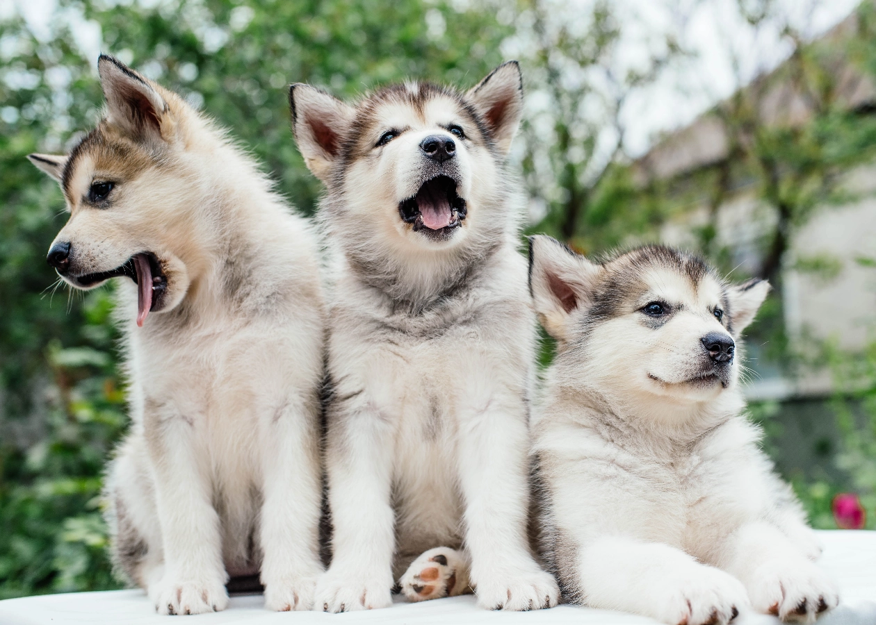 Image for Jenny's Dog Breeders Alaskan Malamute Puppies Service - Company Website,  Pedigree breeding, New Company, Website Builder, Free Website, Easy Website, New Website, No Coding Website,  Dog breeding programs,  Puppies for sale, Purebred dogs, Tec-Nut.com Websites